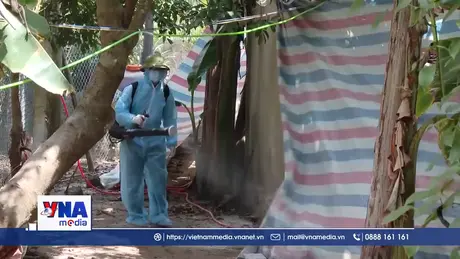 Quảng Trị tập trung khống chế, kiểm soát dịch tả lợn châu Phi