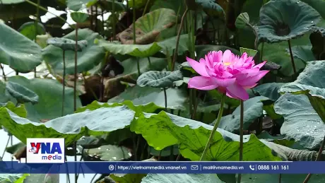 Sen bách diệp hồi sinh 
