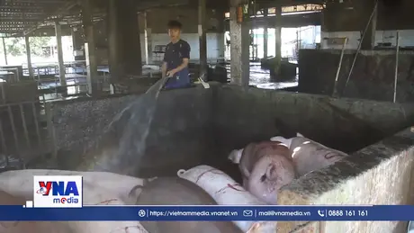 Nghệ An tăng cường phòng, chống bệnh dịch tả lợn châu Phi