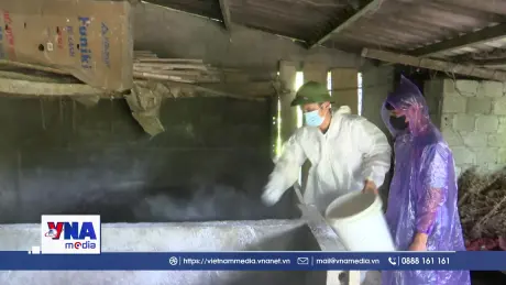 Tuyên Quang khẩn trương phòng, chống dịch tả lợn châu Phi