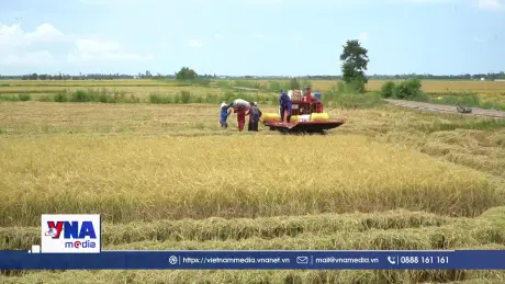 Nông dân vùng đầu nguồn Đồng Tháp thu hoạch lúa, đón mùa nước nổi