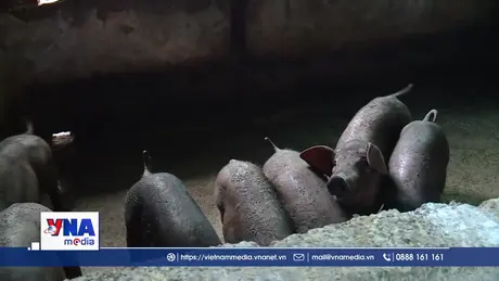 Phú Thọ khẩn trương phòng, chống dịch tả lợn châu Phi
