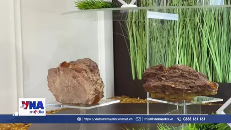 Chạm tay vào những “bảo vật” hổ phách