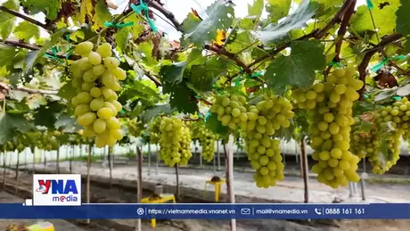 Những vườn nho trĩu quả ở phía Nam Khánh Hòa