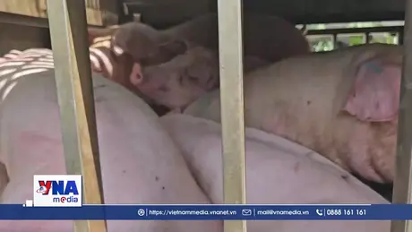 Nghệ An trước nguy cơ dịch tả lợn Châu Phi lan rộng