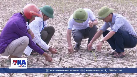 Nhiều diện tích lúa Hè - Thu của Quảng Trị bị mất trắng