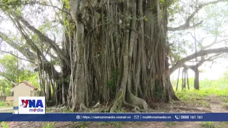 Đồng Tháp bảo tồn cây di sản, góp phần bảo vệ môi trường