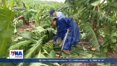 Nhiều diện tích nông nghiệp của Hưng Yên bị ảnh hưởng do bão số 3