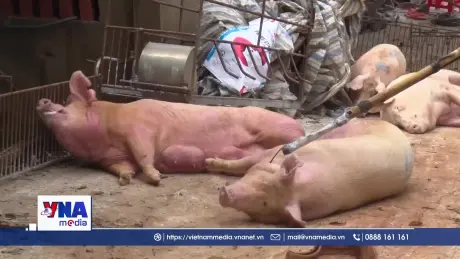 Đồng Nai tiêu hủy gần 4.000 con lợn mắc dịch tả lợn châu Phi