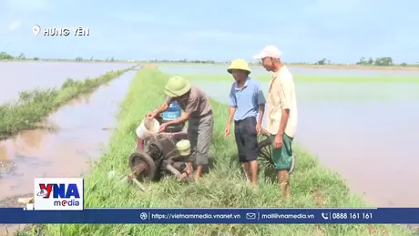 Hưng Yên tập trung các biện pháp tiêu úng cho lúa