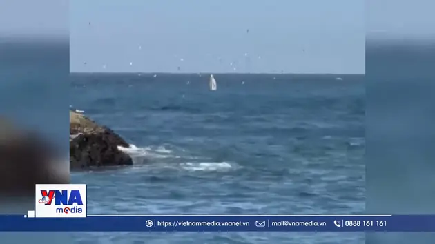 Cá voi khổng lồ xuất hiện ở Vịnh Nha Trang