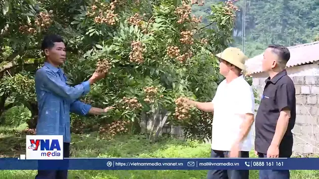 Xây dựng thương hiệu Nhãn Sơn Thủy, Phú Thọ