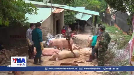 Dịch tả lợn châu Phi diễn biến phức tạp