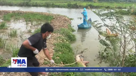 Lên án hành vi vứt xác lợn ra sông