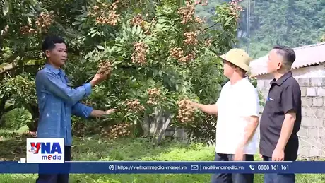 Xây dựng thương hiệu Nhãn Sơn Thủy, Phú Thọ