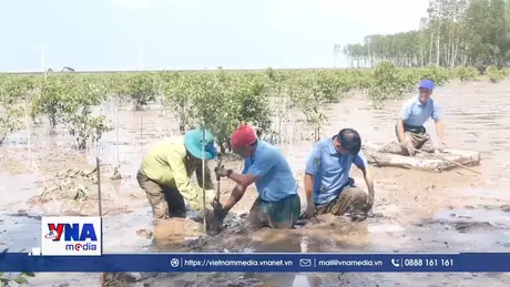Cần Thơ phát động trồng 5ha rừng ngập mặn