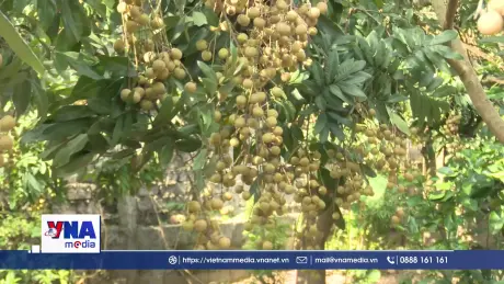 Bảo tồn các giống nhãn đặc sản ở Hưng Yên