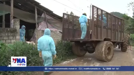 Quảng Trị Khẩn trương, quyết liệt dập dịch tả lợn châu Phi