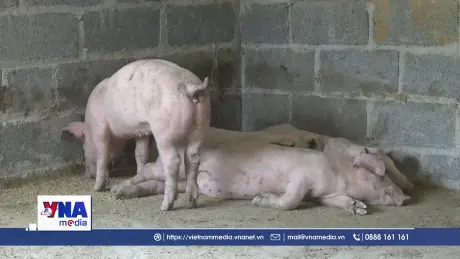 Tăng cường các giải pháp phòng, chống dịch tả lợn châu Phi