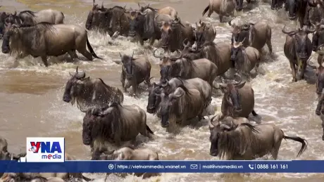 Cuộc di cư vĩ đại – Hành trình sinh tồn hoang dã