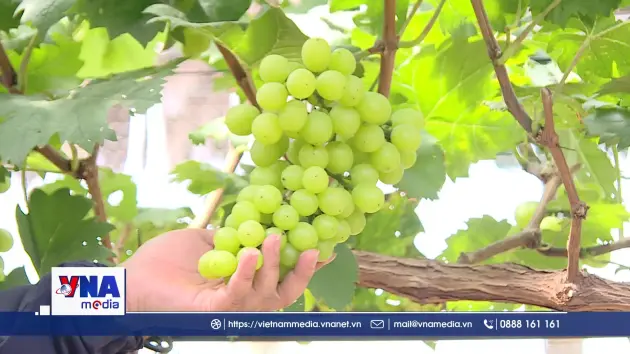 Vườn nho du lịch tại Hà Nội