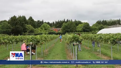 Khám phá cuộc sống vùng nông thôn nước Anh 