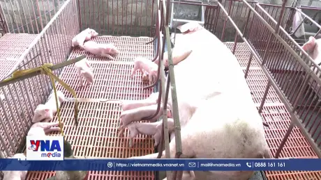 Tuyên Quang quyết chống dịch tả lợn châu Phi