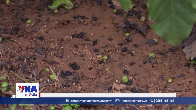 Kiến nghị làm rõ việc phân bón kém chất lượng tại Quảng Ngãi