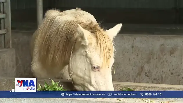 Mô hình nuôi ngựa bạch bằng dược liệu ở Lai Châu