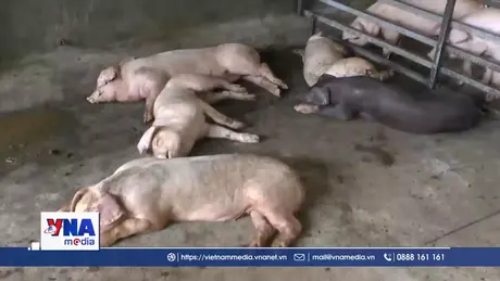 Lào Cai khoanh vùng dập dịch tả lợn Châu Phi