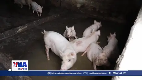 Ngăn dịch tả lợn châu Phi từ biên giới tới nội địa