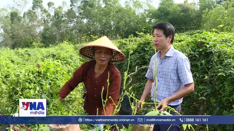 Sâm Núi Dành – Mở hướng thoát nghèo cho người nông dân