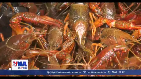 Tăng cường quản lý loài ngoại lai xâm hại