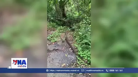Hạt Kiểm lâm thành phố Hải Phòng thả trăn về tự nhiên