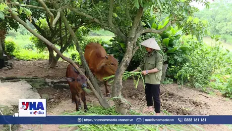 Giảm nghèo hiệu quả từ mô hình nuôi bò sinh sản