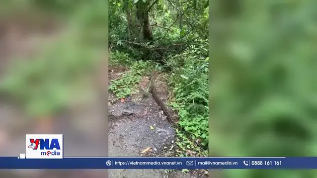 Hạt Kiểm lâm thành phố Hải Phòng thả trăn về tự nhiên
