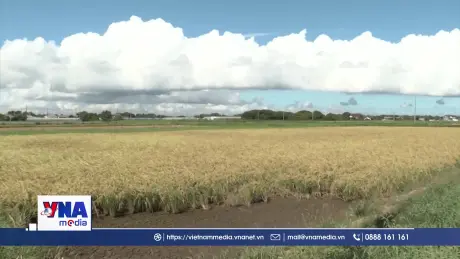 Nhật Bản: Nắng nóng đe dọa mùa màng khiến giá lương thực tăng cao