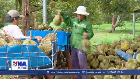 Chuẩn hóa quy trình kiểm soát chuỗi sản xuất sầu riêng