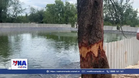 Ồ ạt lấn chiếm đất rừng nuôi cá lóc trái phép ở Quảng Trị