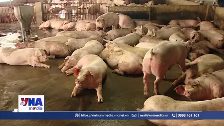 Kiểm tra tình hình dịch tả lợn Châu Phi tại Phú Thọ
