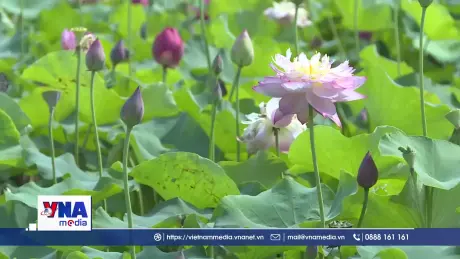 Hưng Yên phát triển mô hình du lịch canh nông