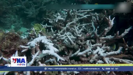 Báo động tình trạng suy giảm nghiêm trọng rạn san hô Great Barrier