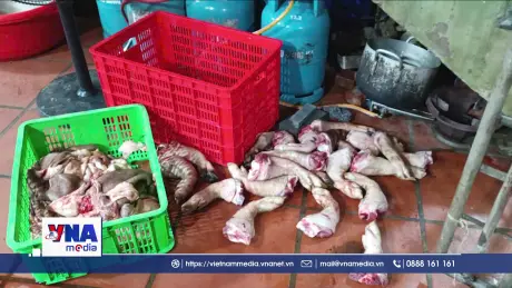 Hưng Yên phát hiện cơ sở giết mổ lợn nhiễm dịch tả lợn châu Phi