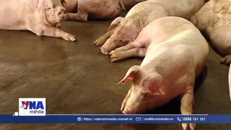 Chăn nuôi an toàn sinh học phòng, chống dịch tả lợn châu Phi