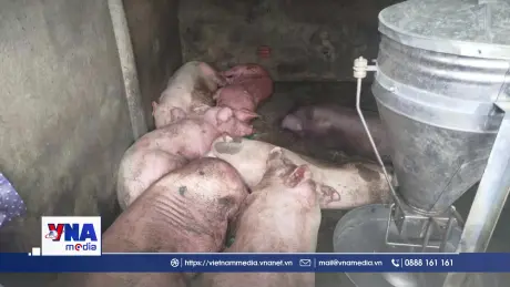 Đà Nẵng quyết liệt dập dịch ở địa phương có đàn gia súc lớn