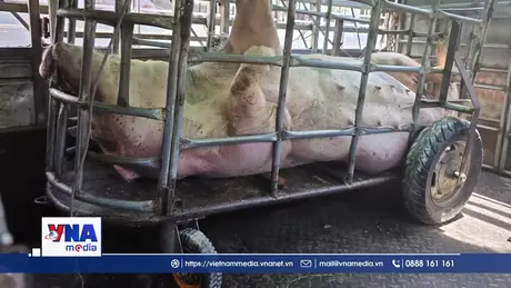 Phát hiện cơ sở giết mổ heo nhiễm dịch tả lợn châu Phi