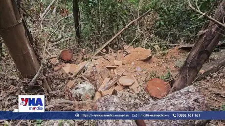 Hàng chục cây gỗ nghiến bị chặt phá tại Vườn Quốc gia Ba Bể