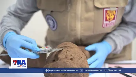 Phát hiện đầu chùy đá nghi lễ niên đại 1.000 năm