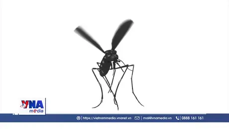 Singapore cảnh báo nguy cơ lây truyền virus chikungunya