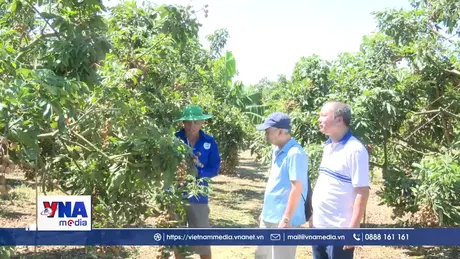 Trải nghiệm mùa nhãn chín ở Hưng Yên